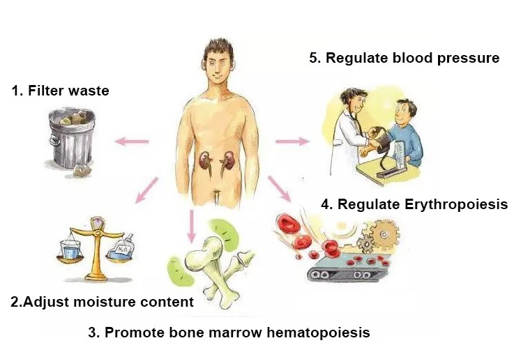 Effects of Kidney Essentials Capsules Effects of Kidney Essentials Capsules